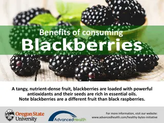 Health Benefits of Consuming Blackberries - Nutrient-Dense Superfood