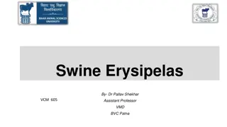 Swine Erysipelas: Causes, Symptoms, and Diagnosis