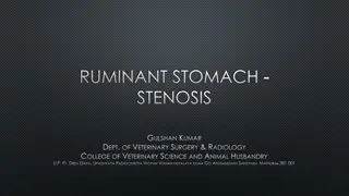 Ruminant Stomach Stenosis - Clinical Signs & Diagnosis
