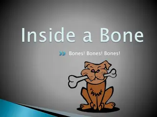 Bone Structure and Marrow Function