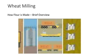 Inside the Wheat Milling Process: How Flour is Produced