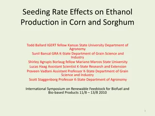 Seeding Rate Effects on Ethanol Production in Corn and Sorghum Study