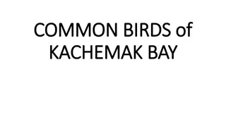 Birds of Kachemak Bay Wildlife