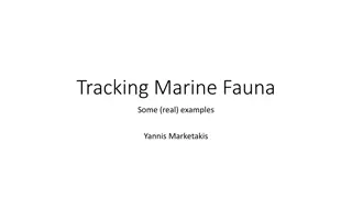 Marine Fauna Tracking Projects and Data Integration