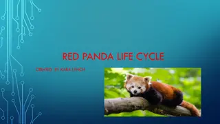 Red Panda Life Cycle and Conservation Efforts