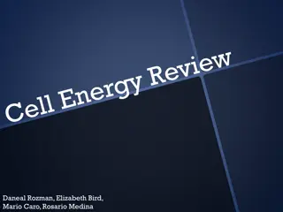 Energy Processes in Photosynthesis and Cellular Respiration