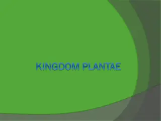 Exploring Plant Photosynthesis and Characteristics