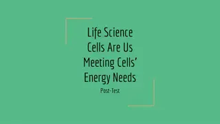 Cellular Respiration and Mitochondria