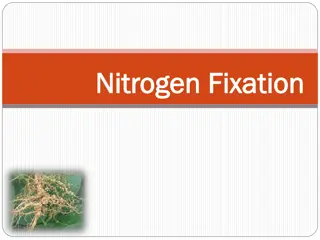 Nitrogen and Its Role in Plant Growth