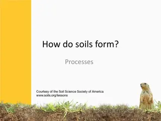 Soil Formation Processes