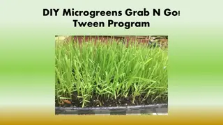 Grow Mung Bean Microgreens: Nutritious and Easy DIY Project
