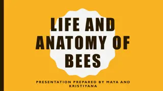 Fascinating World of Honeybees: Life, Anatomy, and Hive Dynamics