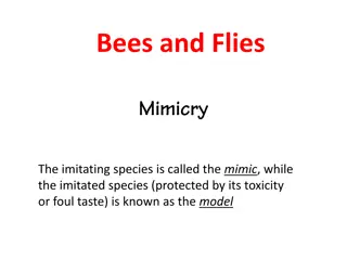 Bees and Flies: Imitation in Nature