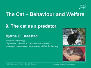 Cat Predatory Behavior and Hunting Efficiency Insights