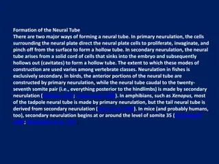 Neural Tube Formation: Primary and Secondary Neurulation Mechanisms