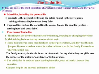 Insight into Fish Fins and Sensory Systems