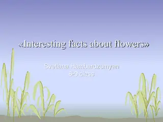Interesting Facts About Flowers by Svetlana Hambardzumyan