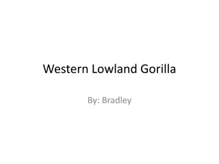 Unique Facts about the Western Lowland Gorilla