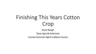 Optimizing Cotton Crop Harvest with Defoliants and Boll Openers