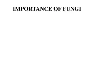 The Significance of Fungi in Nature and Society