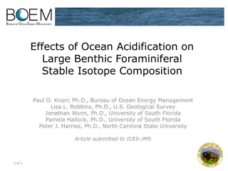 Effects of Ocean Acidification on Large Benthic Foraminiferal Stable Isotope Composition