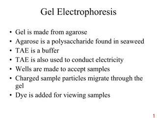 Gel Electrophoresis and Factors Affecting Mobility