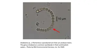 Fascinating Microscopic Life in Aquatic Environments