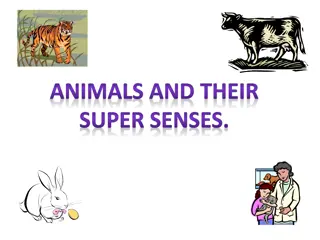 Discovering Animals' Super Senses