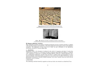 Biogenic Sedimentary Structures