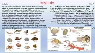 Exploring the Fascinating World of Mollusks