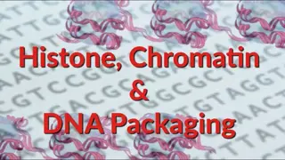 Chromosome Organization in Prokaryotic and Eukaryotic Cells