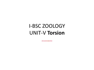 Torsion: A Unique Gastropod Synapomorphy
