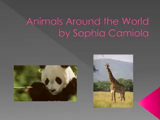 Discovering Wildlife Across Continents