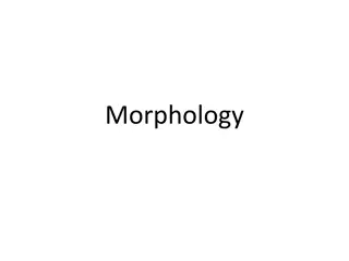 Morphology in Linguistics