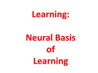 Neural Basis of Learning: Mirror Neurons and Biological Constraints