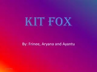 Fascinating Facts About the Kit Fox
