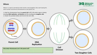 Cell Division: Mitosis and Meiosis