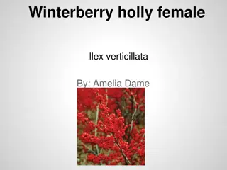 Winterberry Holly: Growing Tips and Wildlife Benefits