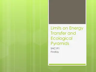 Energy Transfer and Ecological Pyramids in Ecosystems
