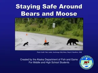 Staying Safe Around Bears and Moose - Wildlife Safety Tips