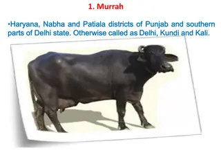 Unique Indian Dairy Cattle Breeds Overview