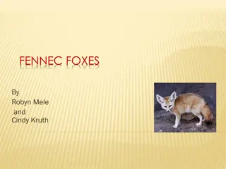 Fascinating Fennec Foxes: An Insight into the Desert Dwellers