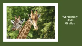 Wonderfully Made Giraffes and Office Archives Torn