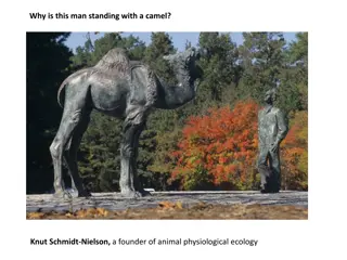Man with Camel: Knut Schmidt-Nielson