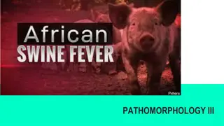 African Swine Fever: Causes, Symptoms, and Management