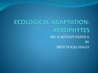 Xerophytes: Adaptations of Plants in Dry Habitats