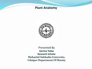 Plant Anatomy Overview by Garima Yadav: Achyranthes and Amaranthus Sections