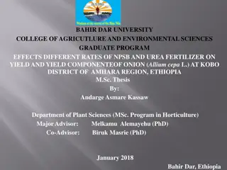 Effects of NPSB and Urea Fertilizer on Onion Yield in Ethiopia