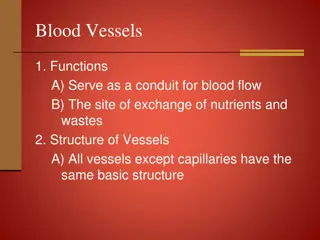 Blood Vessels: Functions and Structure