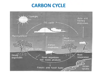 The Carbon Cycle and Its Importance